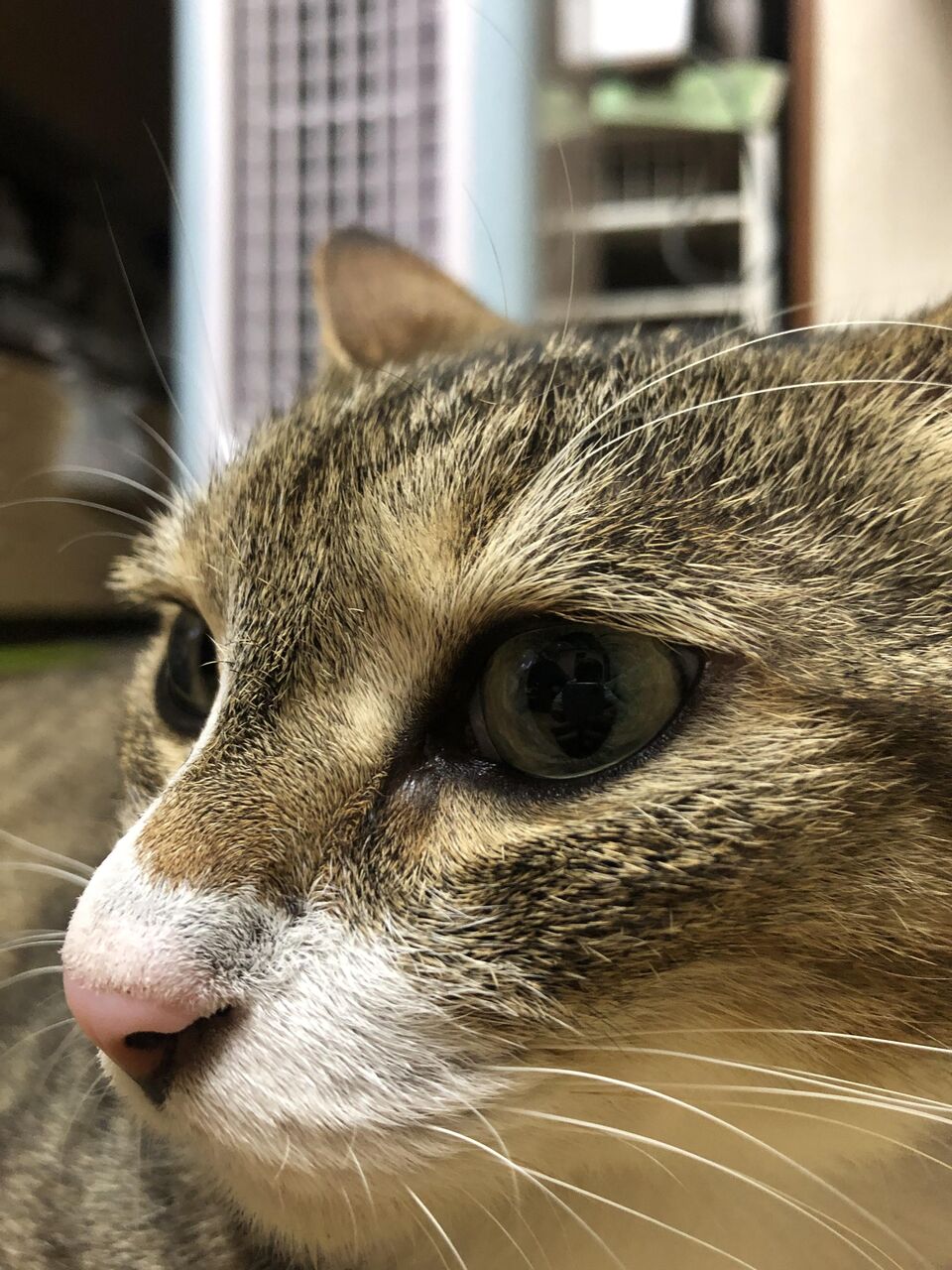 まるおさんの日常 川地真由 子供から家族まで自然でおしゃれに残す人生の写真館 ライフスタジオ