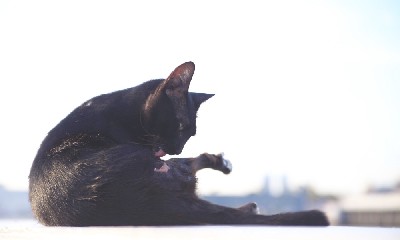 ブログ写真
