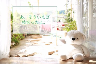 ブログ写真