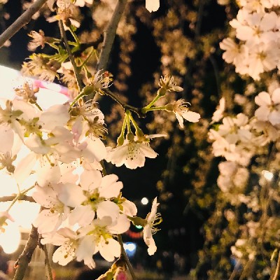 ブログ写真