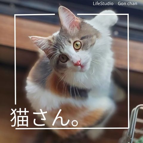 ブログ写真