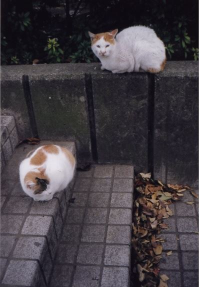 ブログ写真
