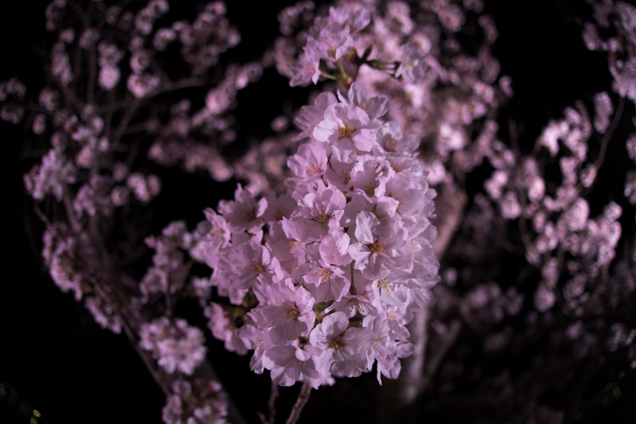 水戸の千波湖に桜が咲きましたよ おまけ付き 吉川和輝 子供から家族まで自然でおしゃれに残す人生の写真館 ライフスタジオ